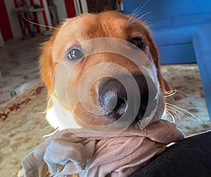 Golden Retriever dog holding the scarf in his mouth.