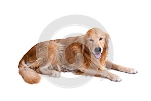 Golden retriever dog isolated