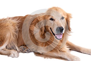 Golden retriever dog isolated