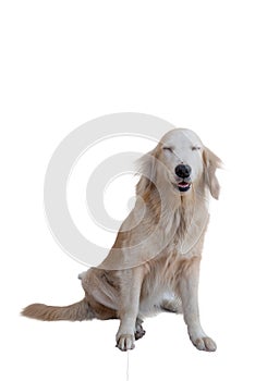 Golden retriever dog isolated