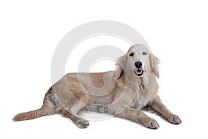 Golden retriever dog isolated