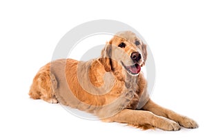 Golden Retriever dog isolated on white