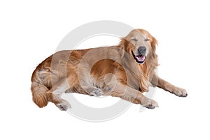 Golden retriever dog isolated