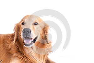 Golden retriever dog isolated