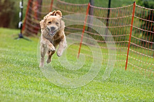 A Golden Retriever dog jump and run on a dog race at dog school