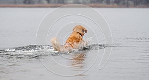 Golden Retriever Dog Jumped Into Lake Water photo