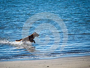Golden retriever dog jumping out of ocean water onto beach with a ball in mouth