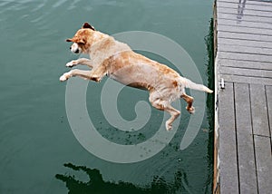 Golden Retriever Dog Jumps off Dock