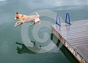 Golden Retriever Dog Jumps off Dock