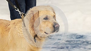 Golden retriever dog on a leash in the park during a walk in winter, dog portrait