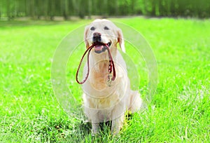 Golden Retriever dog with a leash is sitting on the grass on summer