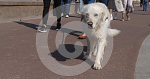 Golden Retriever Dog, Leash Walk with his Mistress, Courseulles sur Mer, Normandy