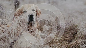 Golden retriever dog looking