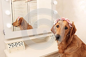 Golden Retriever dog looking at camera with headdress