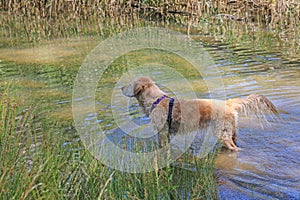 Golden retriever dog looking for fowl to retrieve