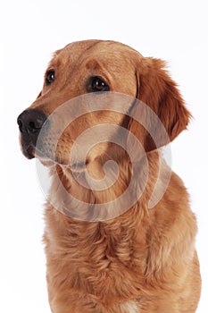 Golden retriever dog looking sideways