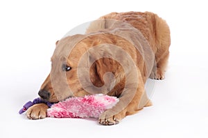 Golden Retriever dog lying on the floor with dog toy