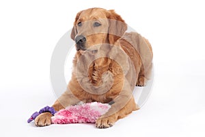 Golden Retriever dog lying on the floor with dog toy