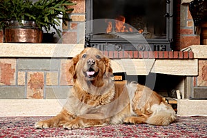 Perro perdiguero de oro el perro acostada más cercano chimenea 