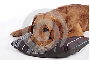 Golden Retriever dog lying on a small pillow