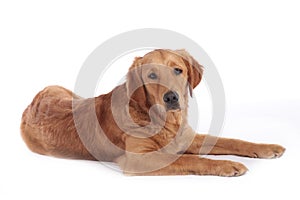Golden retriever dog  lying on a white background