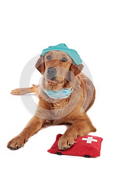 Golden Retriever dog with medical costume and emergency kit