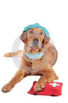 Golden Retriever dog with medical costume and emergency kit