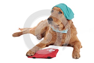 Golden Retriever dog with medical costume and emergency kit