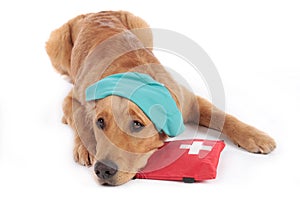 Golden Retriever dog with medical costume and emergency kit