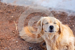 Golden Retriever dog with nature background