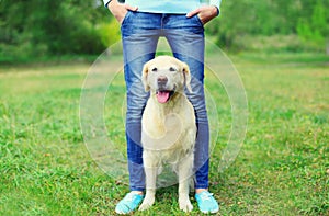 Golden Retriever dog obedient sitting at the feet of owner in summer park