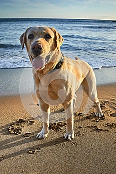 Golden retriever dog at the ocean. Sunset view of Beach in Sao Pedro Estoril, Portugal - Image