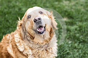 Golden retriever dog