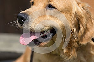 A Golden Retriever dog pant in the heat of summer