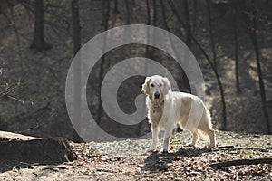 Golden retriever dog in the park with bare trees in autumn