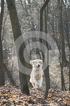 Golden retriever dog in the park with bare trees in autumn