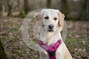 Golden retriever dog in a parkland filled with multicolour leaves