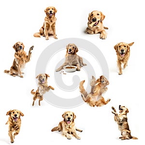 Golden Retriever Dog Photo Collection