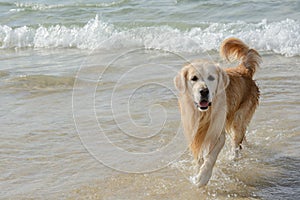 Golden Retriever Dog Play on the beach