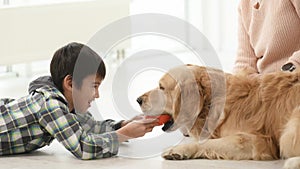 Golden retriever dog playing