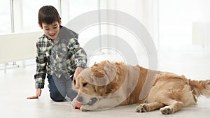 Golden retriever dog playing