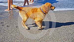 Golden Retriever dog playing in the Mediterranean sea. Happy puppy enjoying the game with his owner. Friendly dog stock photo