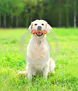 Golden Retriever dog playing with rubber bone toy on grass