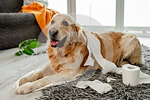 Golden retriever dog playing with toilet paper