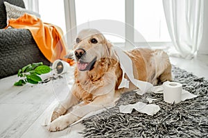 Golden retriever dog playing with toilet paper