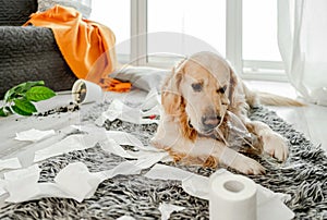 Golden retriever dog playing with toilet paper