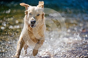 Golden Retriever dog playing in water