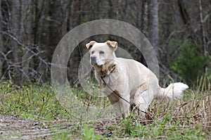 Golden Retriever Dog Pooping, Pooper Scooper Law