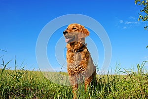 Golden retriever dog portrait