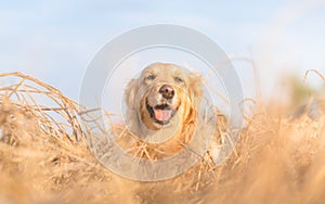 Golden retriever dog portrait